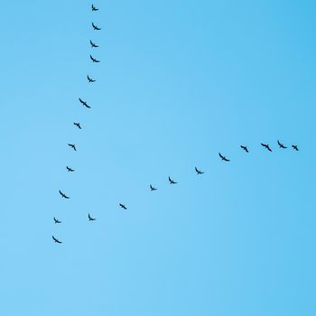 Flock of wild birds flying in a wedge against blue sky. The concept of avian migratory