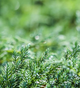 Texture, background, pattern of green branches of decorative coniferous evergreen juniper with rain drops. Bokeh with light reflection. Natural backdrop