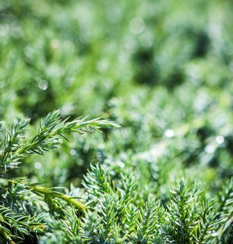 Texture, background, pattern of green branches of decorative coniferous evergreen juniper with rain drops. Bokeh with light reflection. Natural backdrop