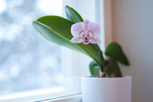 Closeup of purple phalaenopsis orchid in pot against white window. pink orchid flower with leaves at home