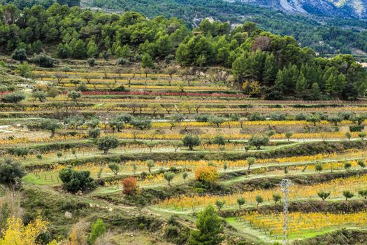 Colorful Vineyard plantation in the mountain in Guadalest village, Alicante, Spain