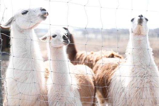 Group Cute animal alpaka lama on farm outdoors With funny teeth