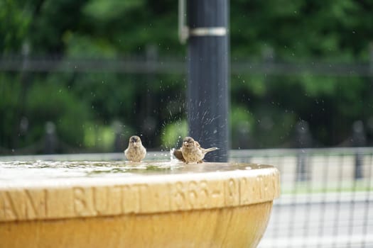 Birds to bathe. Shooting Location: New York, Manhattan