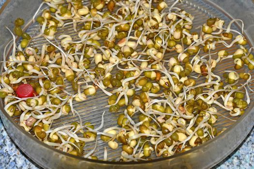 mung bean sprouts in a closeup