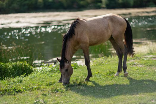 Beautiful brown wild horse standing near a pond