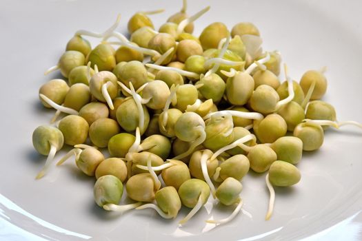 pea sprouts in a closeup