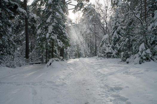 Beauty winter landscape with fair trees under the snow.
