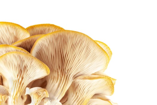 oyster mushroom close up isolated on white background.