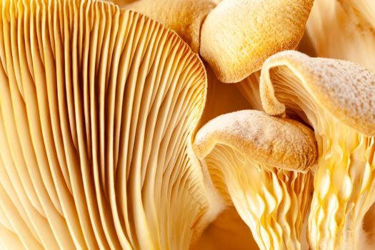 Mushrooms pattern for design. Oyster mushrooms. Healthy eating Eco food Vegetarian. Background.