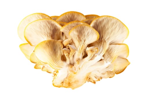 oyster mushroom close up isolated on white background.