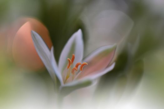 Beautiful Macro Shot of Magic Flowers.Border Art Design. Magic Light.Extreme Close up Photography.Conceptual Abstract Image.White and Green Background.Fantasy Art.Creative Wallpaper.Beautiful Nature Background.Amazing Spring White Flower.Copy Space.