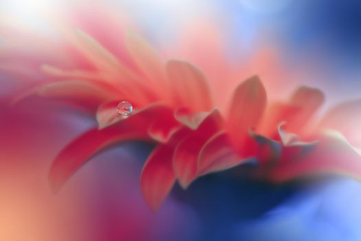 Beautiful macro shot of magic flowers.Border art design. Magic light.Extreme close up macro photography.Conceptual abstract image.Orange and Blue Background.Fantasy Art.Creative Wallpaper.Beautiful Nature Background.Amazing Spring Flowers.Water drop.