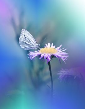 Beautiful Green Nature Background.Floral Art Design.Macro Photography.Floral abstract pastel background with copy space.Butterfly and Floral Field.Butterfly in Summer Floral Background.Beautiful Butterfly on a Flower.Creative Artistic Wallpaper.