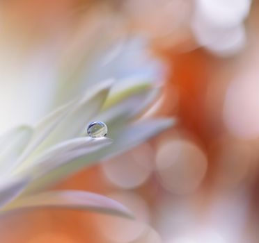 Beautiful macro shot of magic flowers.Border art design. Magic light.Extreme close up macro photography.Conceptual abstract image.Orange and White Background.Fantasy Art.Creative Wallpaper.Beautiful Nature Background.Amazing Spring Flowers.Water Drop.