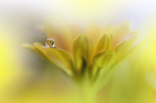 Beautiful macro shot of magic flowers.Border art design. Magic light.Extreme close up macro photography.Conceptual abstract image.Yellow and White Background.Fantasy Art.Creative Wallpaper.Beautiful Nature Background.Amazing Spring Flowers.Water Drop.