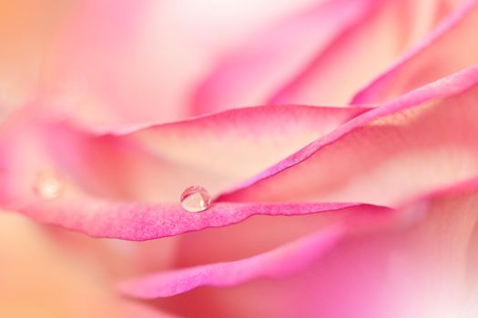 Beautiful Nature Background.Macro Shot of Amazing Spring Magic Rose Flowers.Border Art Design.Magic light.Extreme close up Photography.Conceptual Abstract Image.Fantasy Floral Art.Creative Artistic Wallpaper.Web Banner.Golden and Pink Colors.