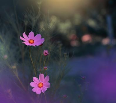 Beautiful Nature Background.Floral Art Design.Abstract Macro Photography.Cosmos Flowers.Pastel Flowers.Violet Background.Creative Artistic Wallpaper.Wedding Invitation.Celebration,love.Close up View.Happy Holidays.Blue Color.Copy Space.