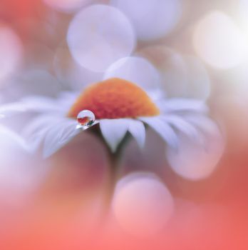 Beautiful macro shot of magic flowers.Border art design. Magic light.Extreme close up macro photography.Conceptual abstract image.Orange and White Background.Fantasy Art.Creative Wallpaper.Beautiful Nature Background.Amazing Spring Flowers.Water Drop.