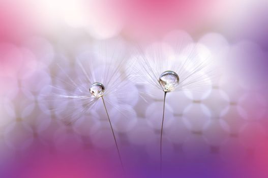 Beautiful Nature Background.Floral Art Design.Abstract Macro Photography.Pastel Flower.Dandelion Flowers.Pink Background.Creative Artistic Wallpaper.Wedding Invitation.Celebration,love.Close up View.Water Drops.Tranquil Natural Background.