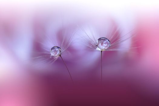 Beautiful Nature Background.Floral Art Design.Abstract Macro Photography.Pastel Flower.Dandelion Flowers.Pink Background.Creative Artistic Wallpaper.Wedding Invitation.Celebration,love.Close up View.Water Drops.Tranquil Natural Background.