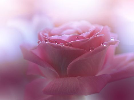 Beautiful Macro Photo.Magic Rose Flower.Border Art Design.Magic Light.Extreme Close up Photography.Conceptual Abstract Image.White and Pink Background.Fantasy Art.Creative Wallpaper.Beautiful Nature Background.Amazing Spring Flowers.Water Drops.Copy Space