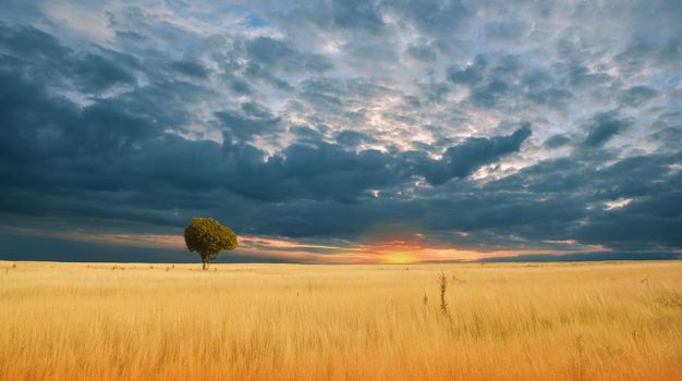 Beautiful Tranquil Nature Background.Amazing Rural Scene.Art Design.Creative Photography.Conceptual Photo.Fantasy Art.Artistic Wallpaper.Yellow Color.Golden Wheat Field at Sunset.Blue Sky and Clouds.Orange Color.Unique Summer Landscape.Sun,tree.