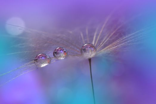 Beautiful Nature Background.Floral Art Design.Abstract Macro Photography.Pastel Flower.Dandelion Flowers.Violet Background.Creative Artistic Wallpaper.Wedding Invitation.Celebration,love.Close up View.Water Drops.Tranquil Natural Background.