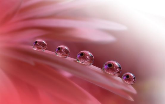 Beautiful macro shot of magic flowers.Border art design. Magic light.Extreme close up macro photography.Conceptual abstract image.Violet and Pink Background.Fantasy Art.Creative Wallpaper.Beautiful Nature Background.Amazing Spring Flowers.Water drop.