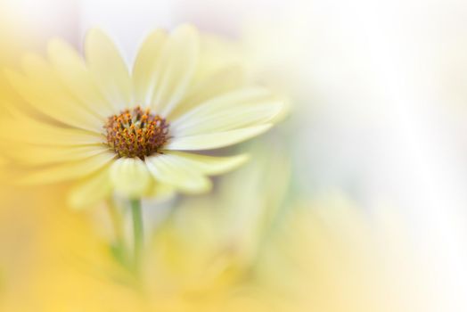 Beautiful Nature Background.Floral Art Design.Abstract Macro Photography.Daisy Flower.Pastel Flowers.Yellow Background.Creative Artistic Wallpaper.Wedding Invitation.Celebration,love.Close up View.Happy Holidays.Golden Color.Copy Space.