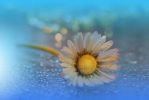 Beautiful Nature Background.Floral Art Design.Abstract Macro Photography.Daisy Flower.Pastel Flowers.Blue Background.Creative Artistic Wallpaper.Wedding Invitation.Celebration,love.Close up View.Happy Holidays.Blue Color.Copy Space.Water Drops.Spa.