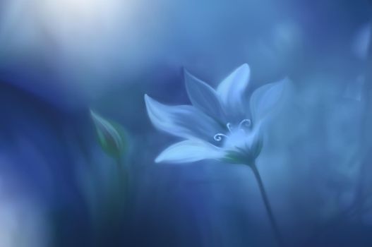 Beautiful Macro Photo.Magic White Flower.Border Art Design.Magic Light.Extreme Close up Photography.Conceptual Abstract Image.White and Blue Background.Fantasy Art.Creative Wallpaper.Beautiful Nature Background.Amazing Spring Flowers.Copy Space.