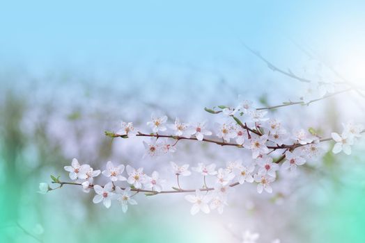 Beautiful Nature Background.Floral Art Design.Abstract Macro Photography.Colorful Flower.Blooming Spring Flowers.Creative Artistic Wallpaper.Celebration,love.Close up View.Happy Holidays.Copy Space.White Color.Sakura Cherry Blossom Tree.Wedding Invitation