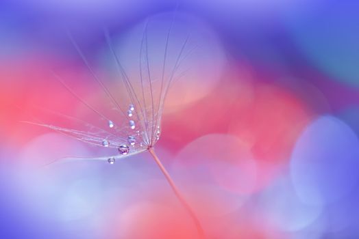 Beautiful Nature Background.Floral Art Design.Abstract Macro Photography.Pastel Flower.Dandelion Flowers.Blue Background.Creative Artistic Wallpaper.Wedding Invitation.Celebration,love.Close up View.Water Drops.Tranquil Natural Background.
