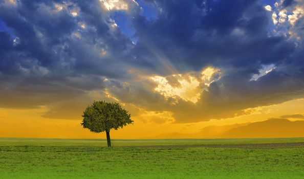 Beautiful Tranquil Nature Background.Amazing Rural Scene.Art Design.Creative Photography.Conceptual Photo.Fantasy Art.Artistic Wallpaper.Yellow Color.Green Field at Sunset.Blue Sky and Clouds.Orange Color.Unique Summer Landscape.Sun,tree.Grass,sunrise.