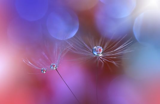 Beautiful Nature Background.Floral Art Design.Abstract Macro Photography.Pastel Flower.Dandelion Flowers.Blue Background.Creative Artistic Wallpaper.Wedding Invitation.Celebration,love.Close up View.Water Drops.Tranquil Natural Background.