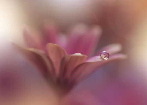 Beautiful Macro Shot of Magic Flowers.Border Art Design.Magic Light.Extreme Close up Photography.Conceptual Abstract Image.Violet and Pink Background.Fantasy Art.Creative Wallpaper.Beautiful Nature Background.Amazing Spring Flower.Water Drop.Copy Space.