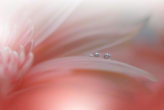 Beautiful macro shot of magic flowers.Border art design. Magic light.Extreme close up macro photography.Conceptual abstract image.Orange and White Background.Fantasy Art.Creative Wallpaper.Beautiful Nature Background.Amazing Spring Flowers.Water Drop.