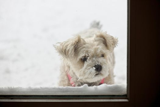 A Snow Covered Yorkie Schnauzer Dog Waiting to Come Inside. She is standing in the snow and looking in through a patio door.