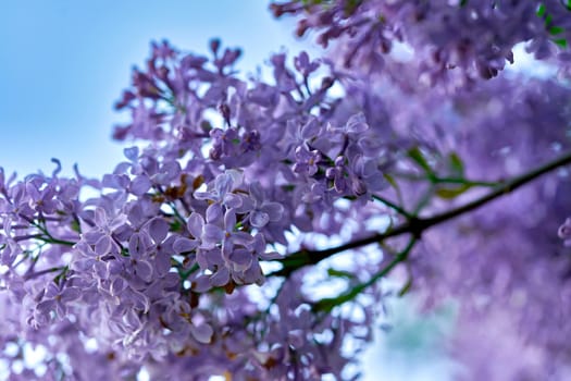 Bright beautiful lilac flowers, close up on a sunny spring morning. Blooming lilac