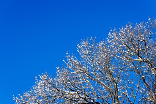 snow covered winter bare foliar tree branches on clear blue sky background with direct sunlight, upward view