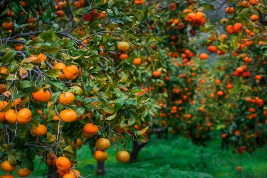 Trees with fresh juicy ripe madarines, oranges among green leaves, in the harvest season, Mediterranean orchard