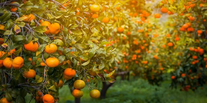 Trees with fresh juicy ripe madarines, oranges among green leaves, in the harvest season, Mediterranean orchard