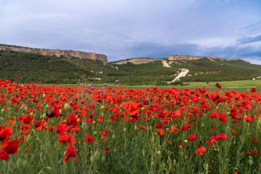 Abstract background with poppies in the field.