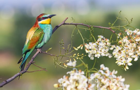 colorful bird in spring sits on a blossoming branch, beauty of spring nature