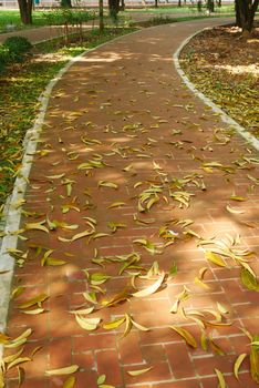 fallen leaves on ground close up .