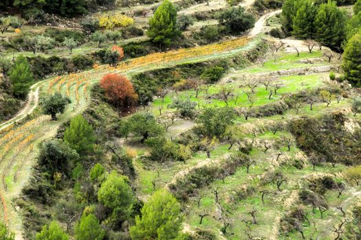 Colorful Vineyard and aldmond plantation in the mountain in Guadalest village, Alicante, Spain