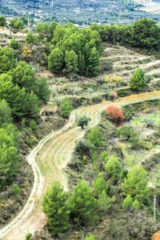 Colorful Vineyard and aldmond plantation in the mountain in Guadalest village, Alicante, Spain