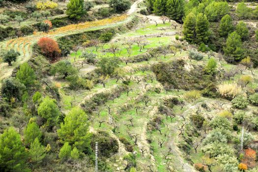 Colorful Vineyard and aldmond plantation in the mountain in Guadalest village, Alicante, Spain