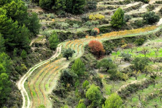 Colorful Vineyard and aldmond plantation in the mountain in Guadalest village, Alicante, Spain