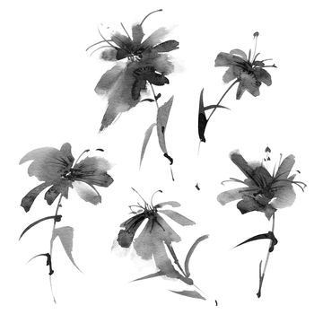 Ink painting of flowers - set of flowers and leaves on white background. Oriental traditional painting in style sumi-e.